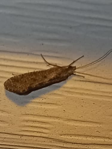 Tan Caddis (Hydropsyche)