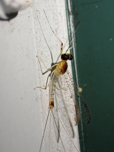 Light Cahill (Stenacron interpunctatum)