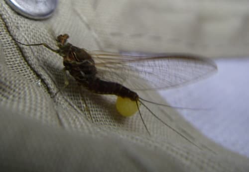 Hendrickson (Ephemerella subvaria)