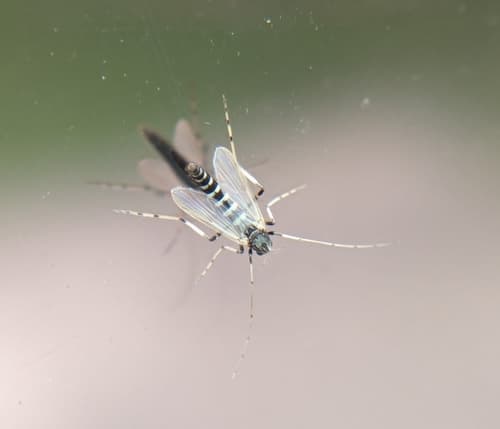 Midge (Procladius bellus), adult