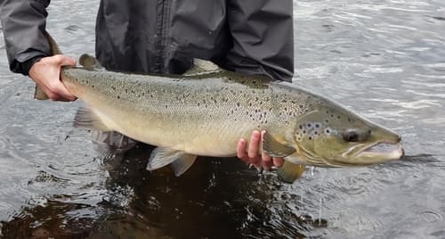Atlantic salmon, adult