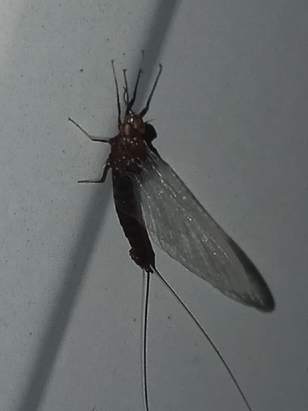 Isonychia (Isonychia bicolor)