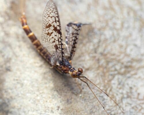 Brown Drake (Ephemera simulans)