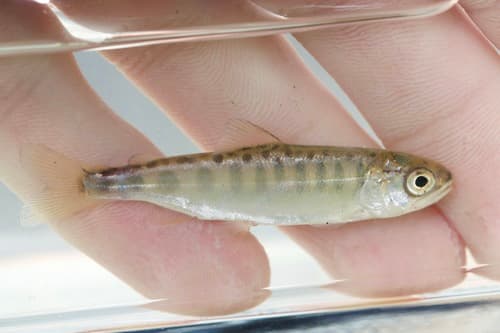 Chinook salmon, juvenile