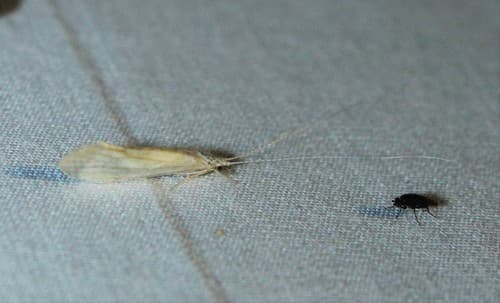 White Miller (Nectopsyche albida)