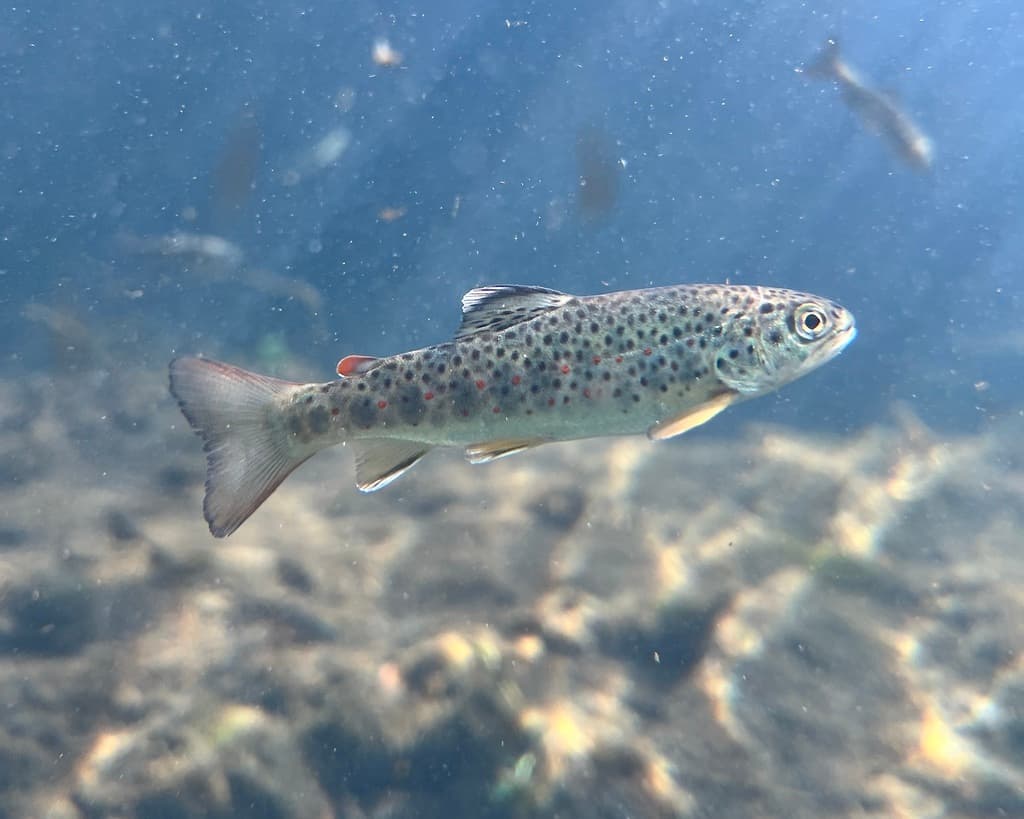 Brown trout, juvenile