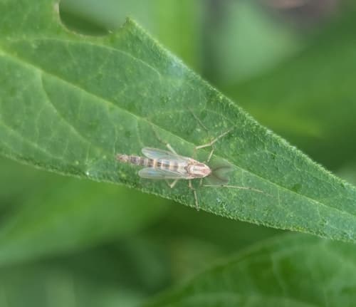 Midge (Procladius bellus), adult