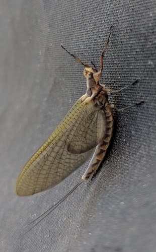 Hex (Hexagenia limbata)