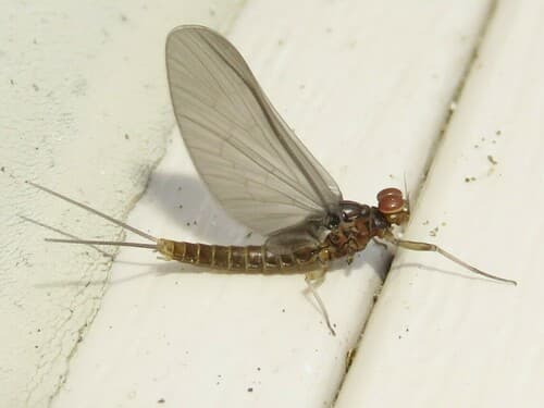 Blue-Winged Olive (Baetis tricaudatus)