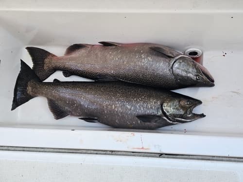 Chinook salmon, adult
