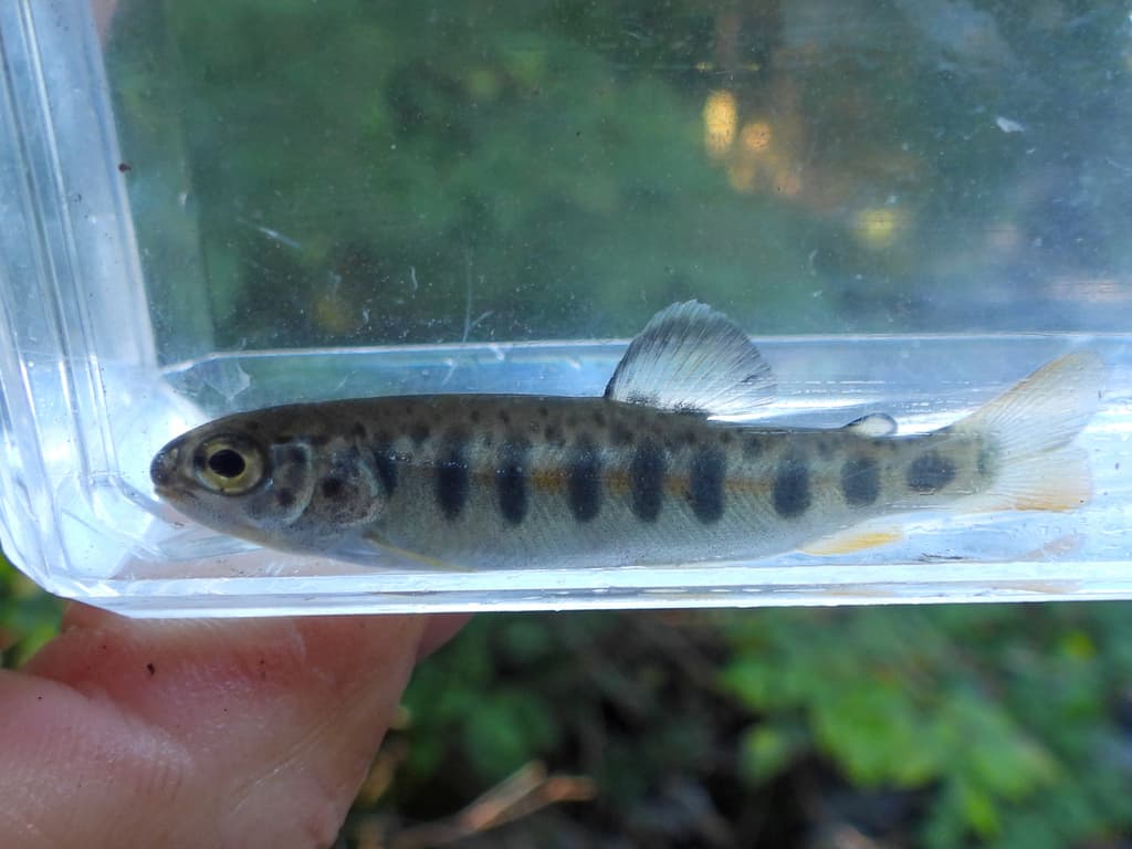 Rainbow trout (resident), juvenile