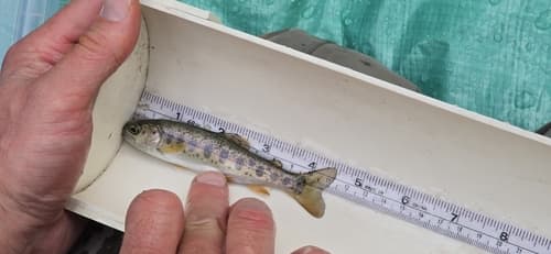 Rainbow trout (resident), juvenile