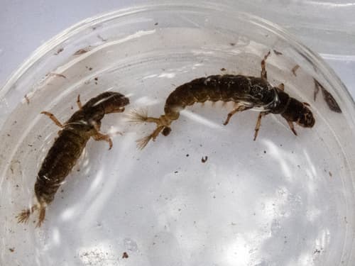 Tan Caddis (Hydropsyche), larva