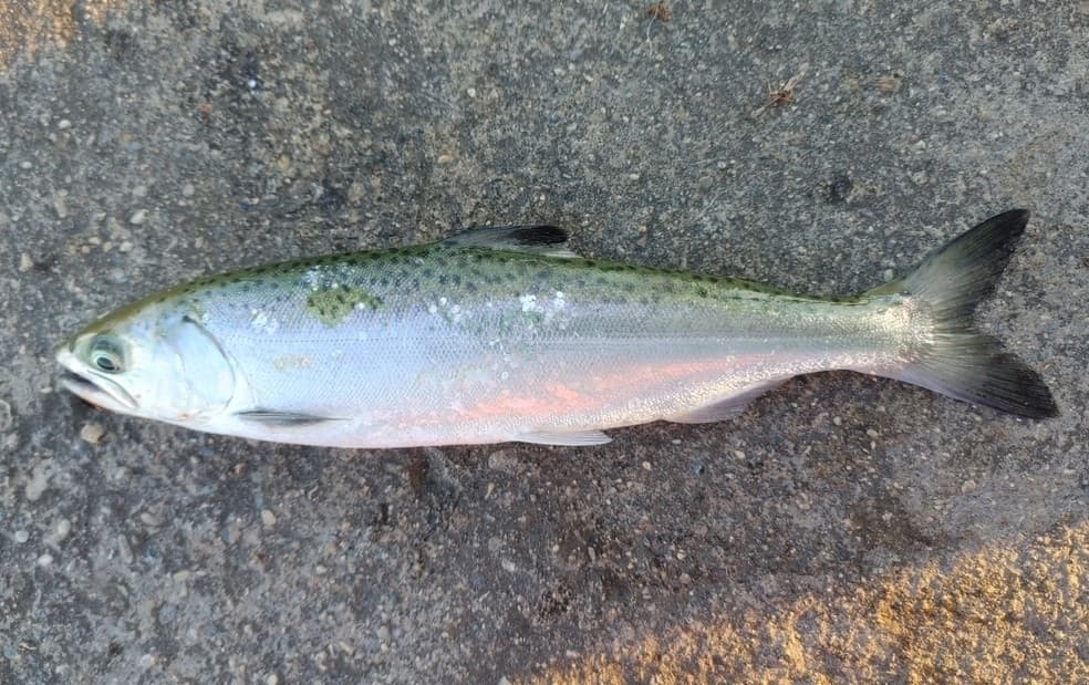 Chinook salmon, juvenile