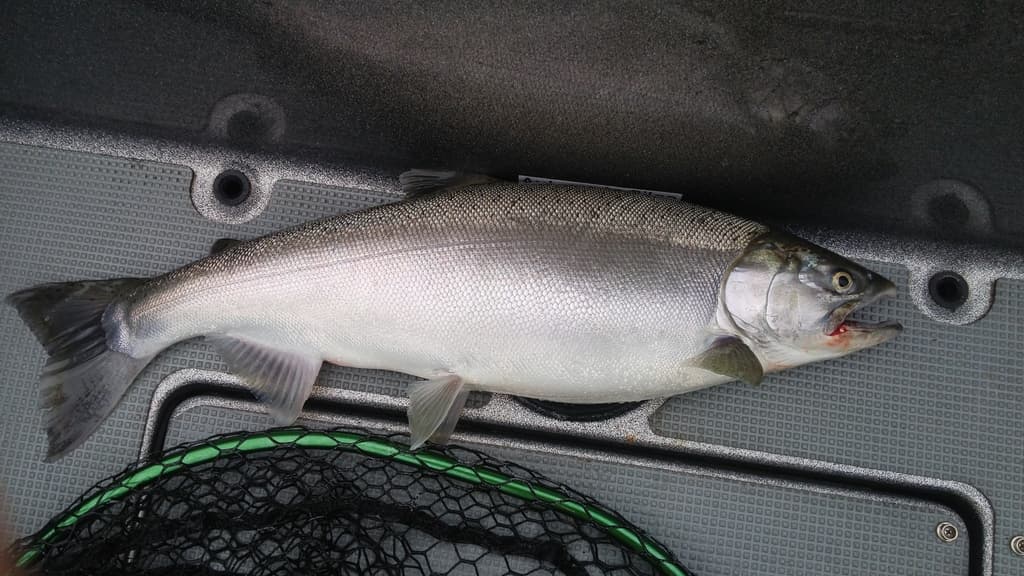 Coho salmon, adult