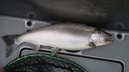 Coho salmon