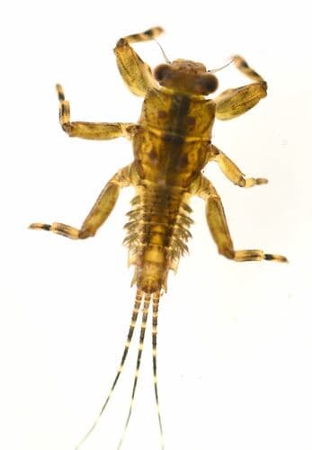Great Speckled Olive (Drunella grandis), nymph