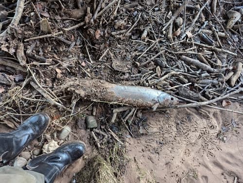 Atlantic salmon, adult