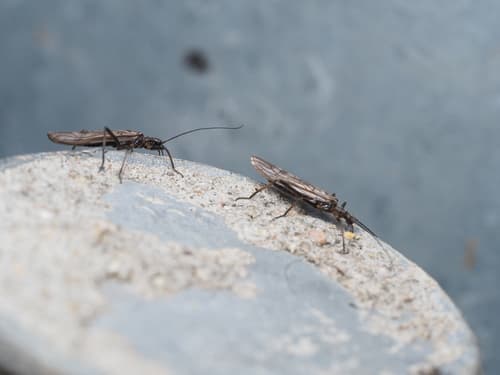 Early Black Stonefly (Taeniopteryx nivalis), adult