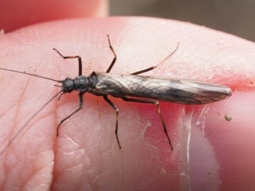 Early Black Stonefly