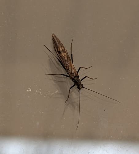 Early Black Stonefly (Taeniopteryx nivalis)