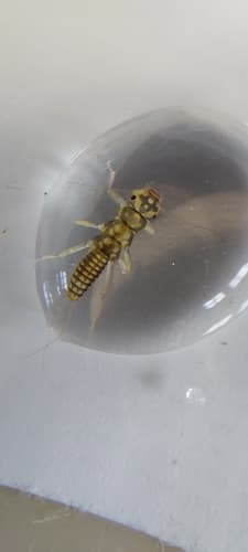 Little Yellow Sally (Isoperla bilineata), nymph