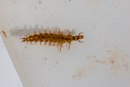 Green Rock Worm (Rhyacophila dorsalis)