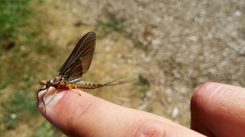 Hex (Hexagenia limbata), subimago