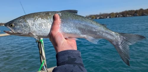 Coho salmon, adult