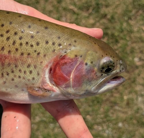 Rainbow trout (resident)