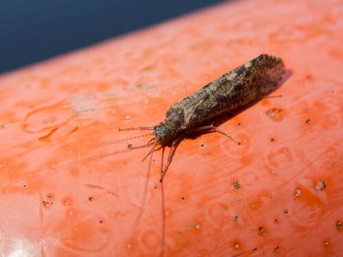 Tan Caddis (Hydropsyche)