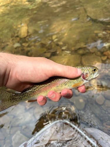 Rainbow trout (resident), juvenile