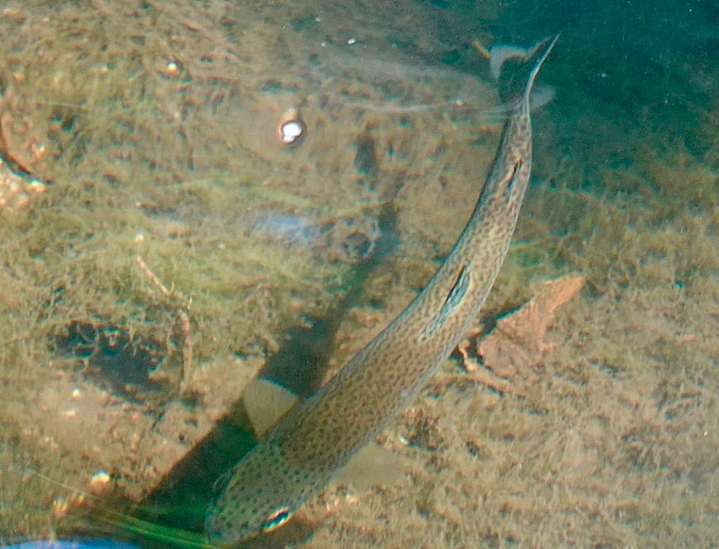 Steelhead, juvenile