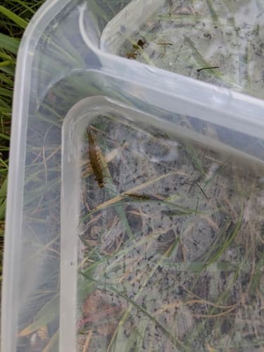 Green Rock Worm (Rhyacophila dorsalis), larva
