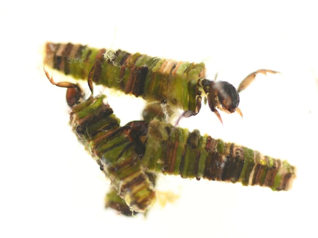 Grannom (Brachycentrus americanus), larva