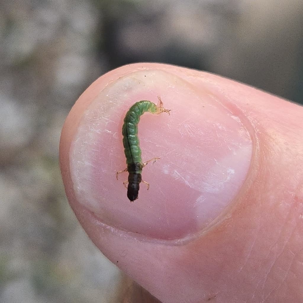 Little Sister Sedge (Cheumatopsyche), larva