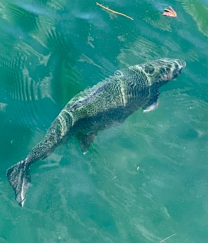 Steelhead