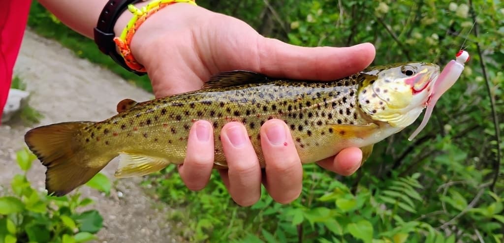 Brown trout, adult