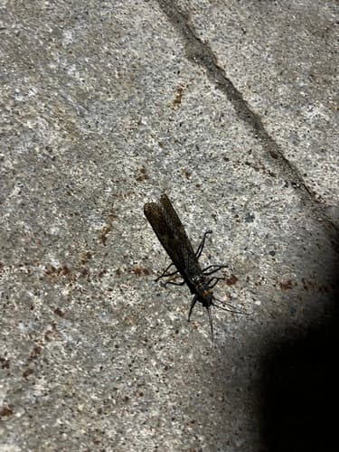 Giant Black Stonefly (Pteronarcys dorsata)