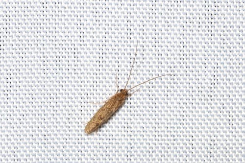 Little Sister Sedge (Cheumatopsyche)