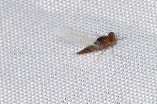 Isonychia (Isonychia bicolor)