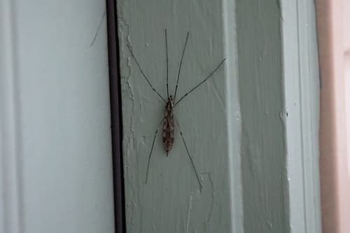 Crane Fly (Platytipula)