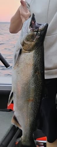 Chinook salmon