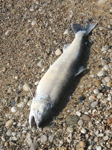 Coho salmon, adult