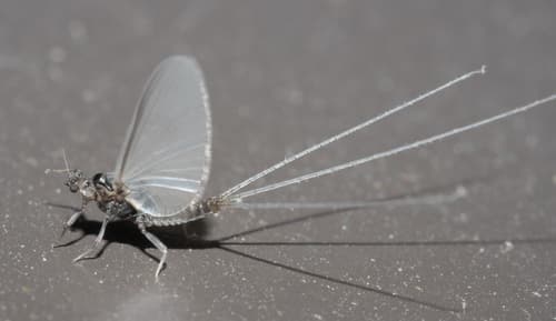 Trico (Tricorythodes)