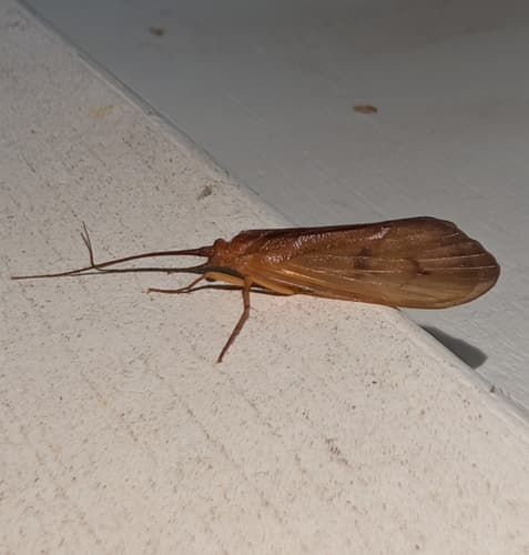 October Caddis (Pycnopsyche guttifera), adult