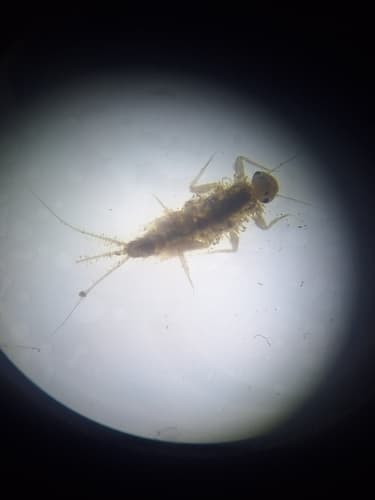 Trico (Tricorythodes)