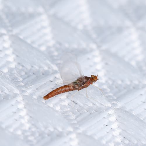 Tiny Blue-Winged Olive (Acentrella turbida)