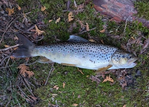 Brown trout, adult