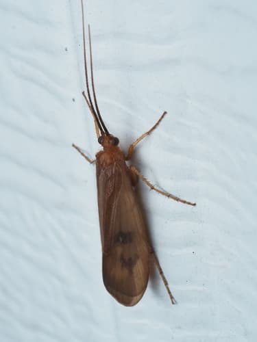October Caddis (Pycnopsyche guttifera), adult